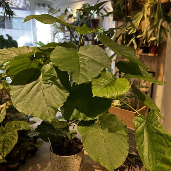 愛心榕 — 植仔 Plantjai 香港觀葉植物