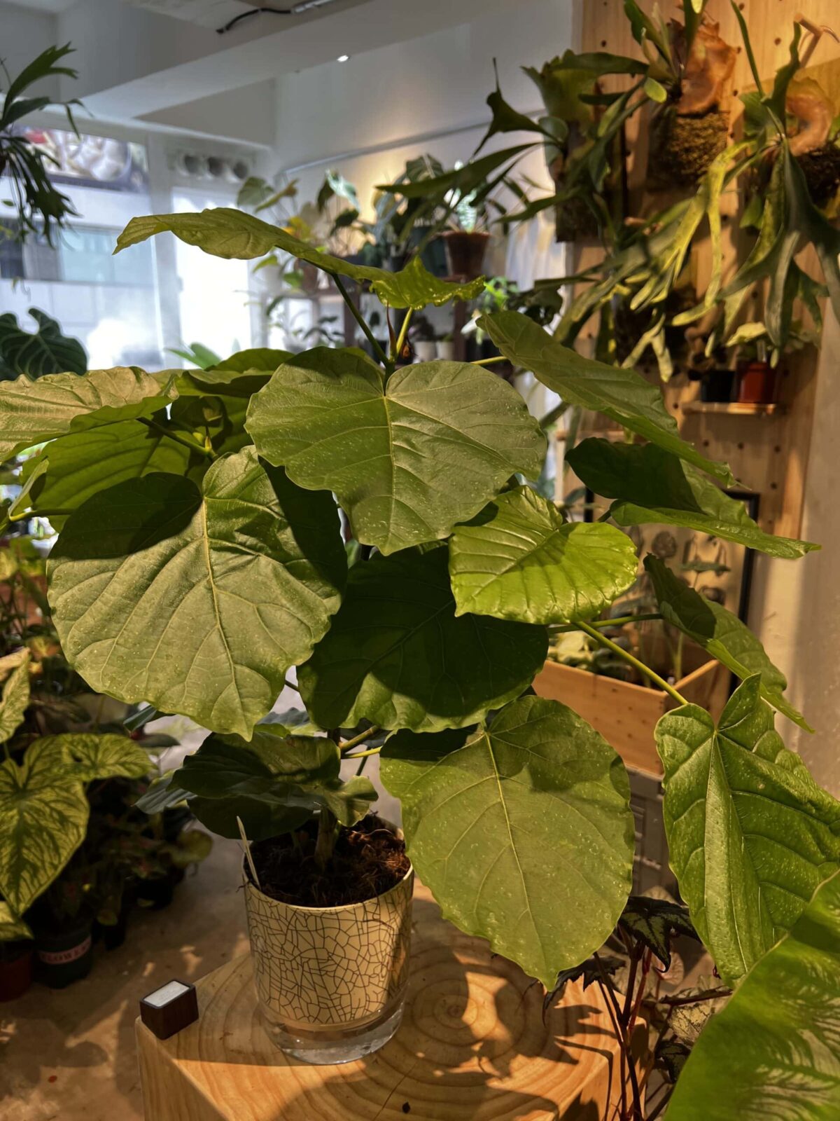 Ficus umbrellata - plantjai