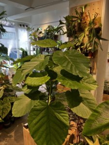 Ficus umbrellata