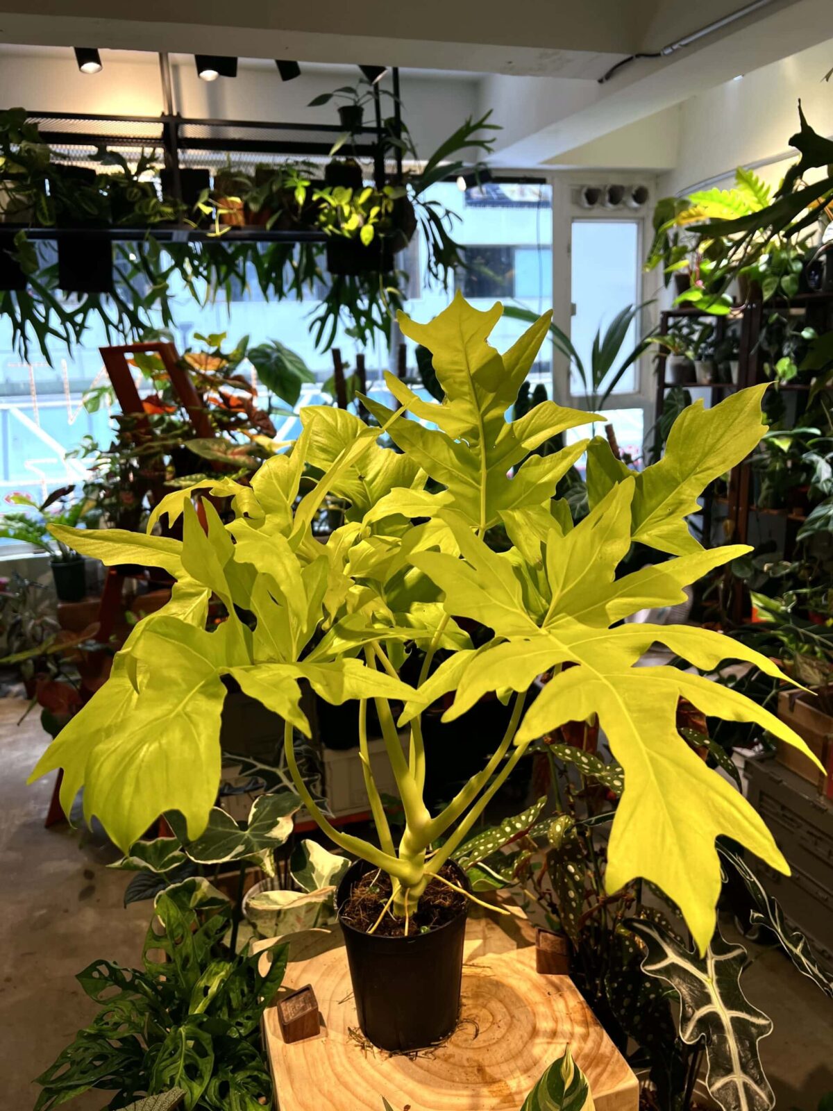 Philodendron warscewiczii aurea - Plantjai