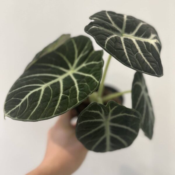 忍者海芋 — 植仔 Plantjai 香港觀葉植物