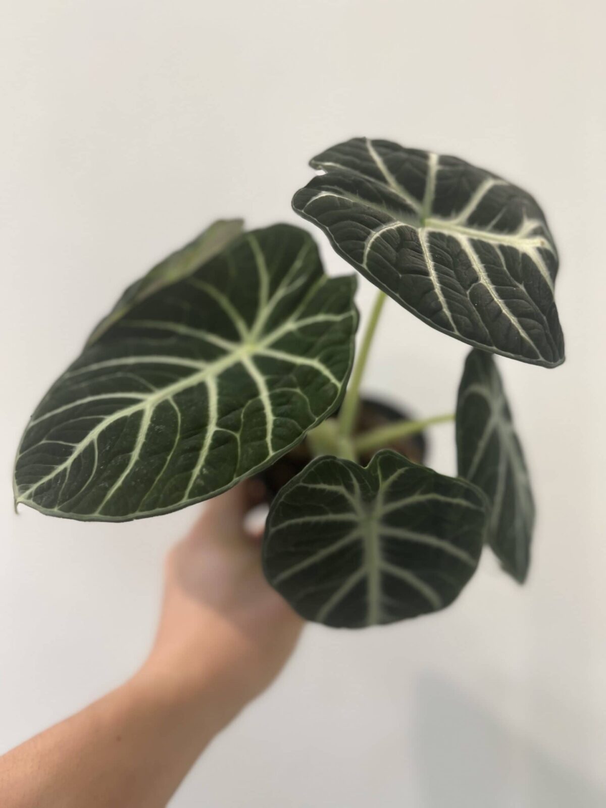 Alocasia 'Ninja' - Plantjai