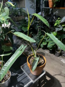 Philodendron atabaposense  小聖靈蔓綠絨