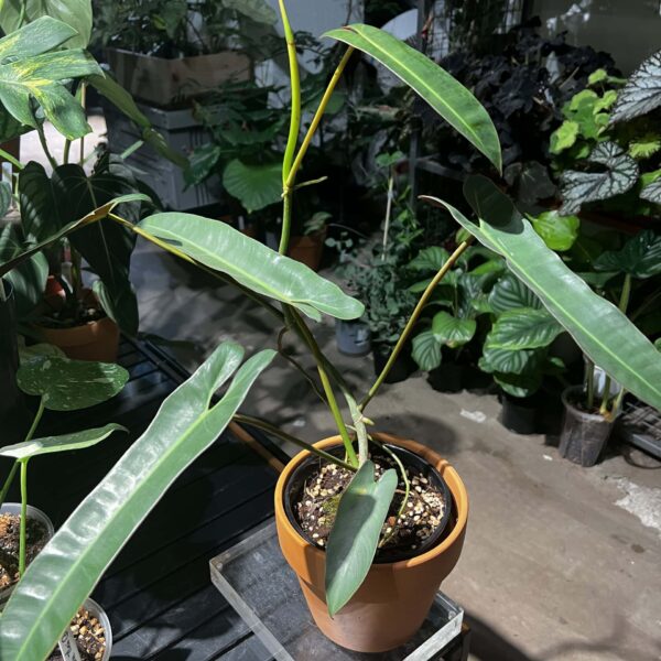 小聖靈蔓綠絨 — 植仔 Plantjai 香港觀葉植物