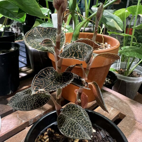 台灣金線蓮 — 植仔 Plantjai 香港觀葉植物