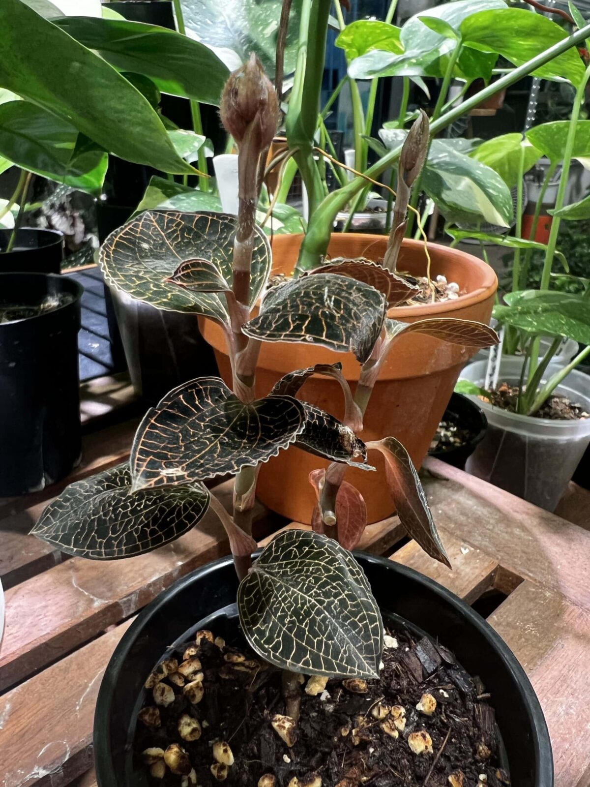 Anoectochilus formosanus 台灣金綫蓮