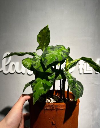 Aglaonema pictum 'Tricolor' 迷彩粗肋草 — 植仔 Plantjai 香港觀葉植物