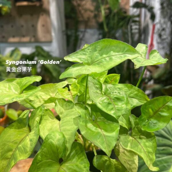 黃金合果芋