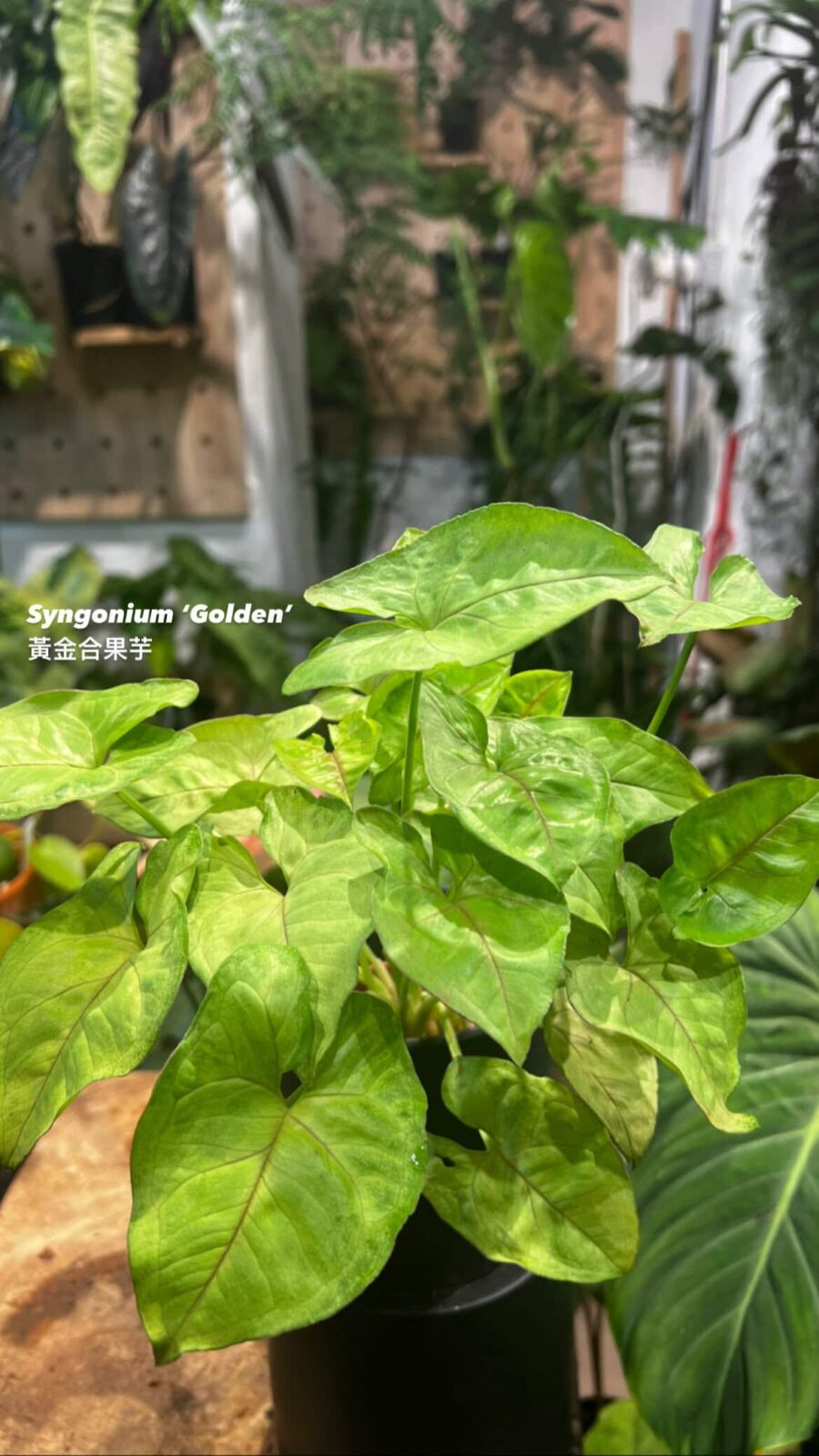 Syngonium podophyllum 'Golden' 黃金合果芋