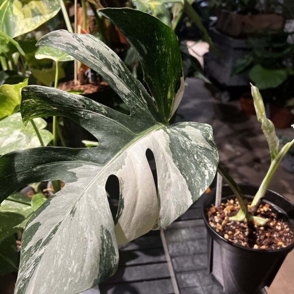 白錦龜背竹 — 植仔 Plantjai 香港觀葉植物