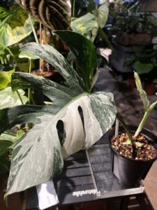 Monstera borsigiana albo variegata 白錦龜背竹