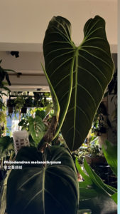 Philodendron melanochrysum - Image 2