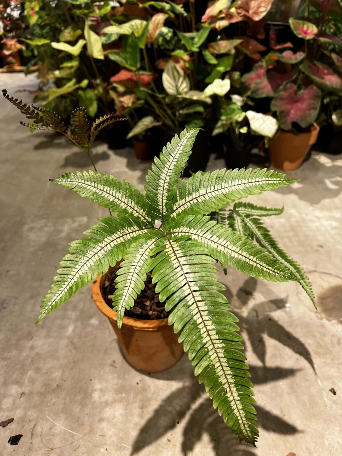 Pteris aspericaulis tricolor 三色鳳尾蕨 Plantjai植仔 Pteris aspericaulis tricolor 三色鳳尾蕨 — 植仔 Plantjai 香港觀葉植物