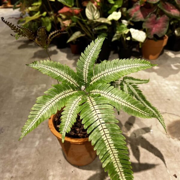 Pteris aspericaulis tricolor