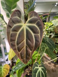 Anthurium besseae bass candle