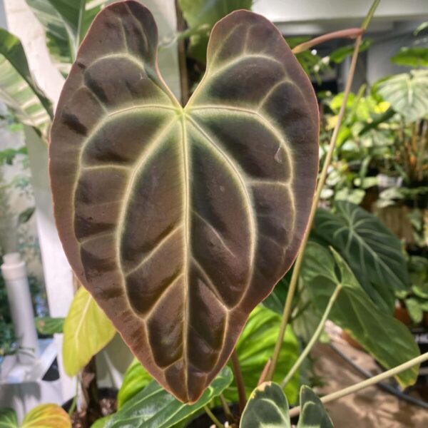 貝斯花燭 — 植仔 Plantjai 香港觀葉植物