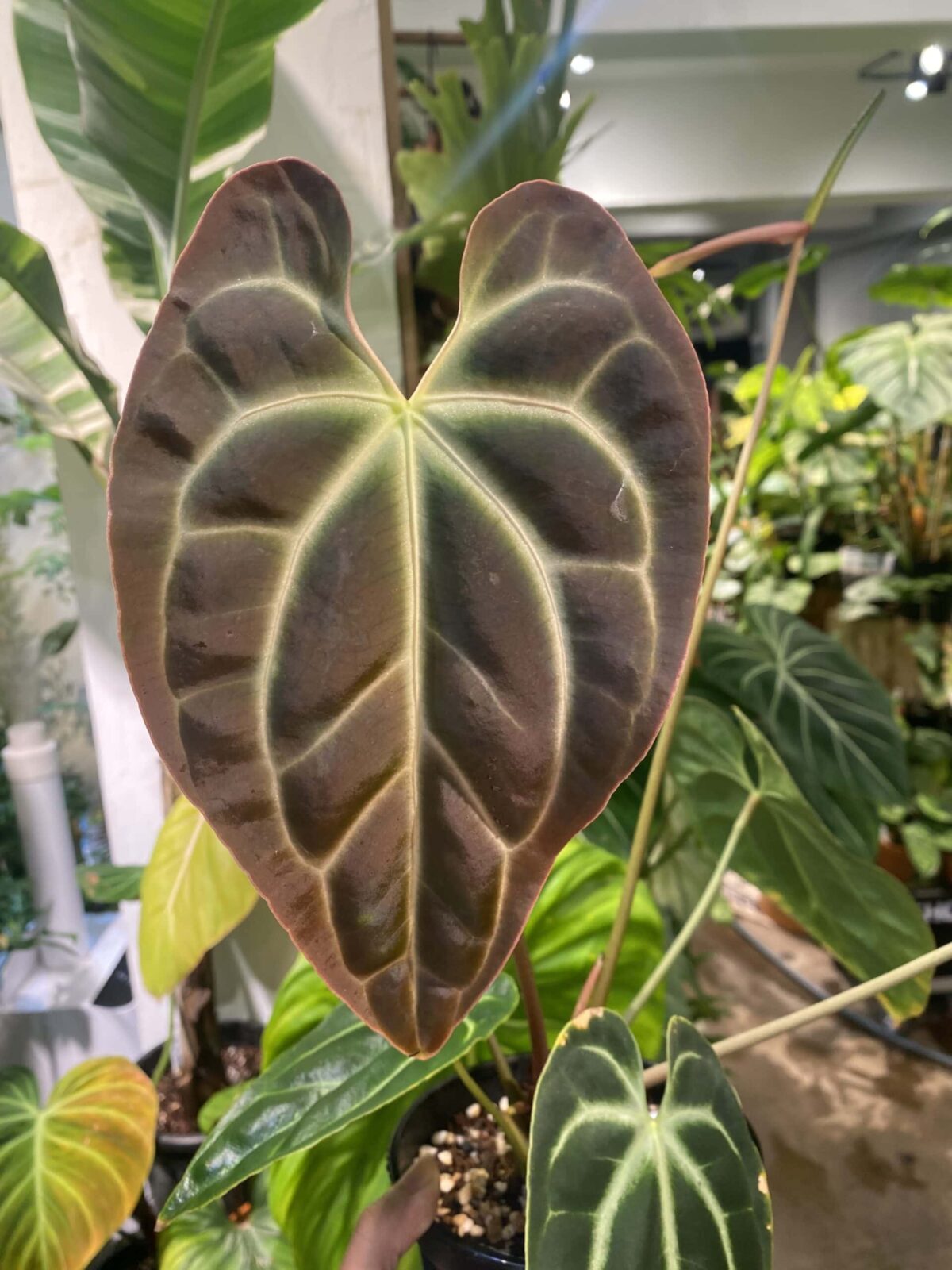 その他観葉植物 anthurium Besseae aff.PCF Ghost Anthurium besseae aff. - 植仔 Plantjai - 香港觀葉植物