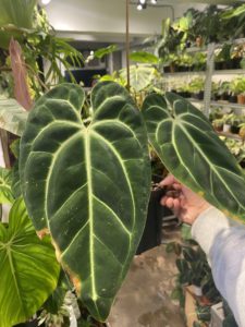 Anthurium besseae bass candle