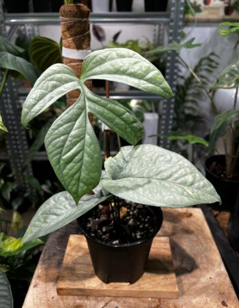 Amydrium zippelianum 雞爪雷公蓮（Amydrium zippelianum）— 植仔 Plantjai 香港觀葉植物