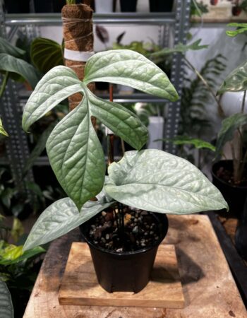 雞爪雷公蓮（Amydrium zippelianum）— 植仔 Plantjai 香港觀葉植物