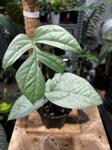 Amydrium medium 'Cebu Blue' 宿霧藍蛛網雷公蓮