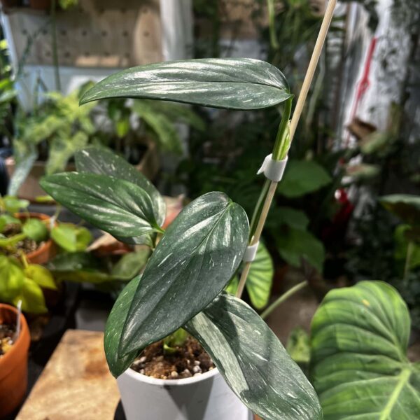 史丹利錦龜背竹 — 植仔 Plantjai 香港觀葉植物