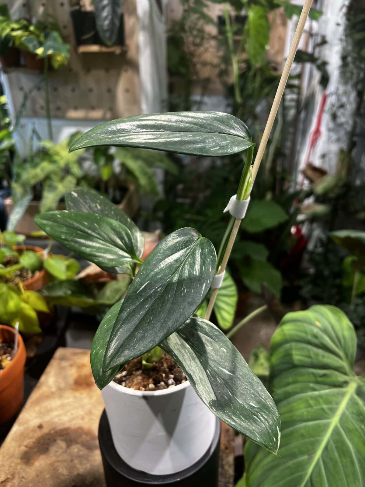 Monstera standleyana albo variegata 史丹利錦龜背竹