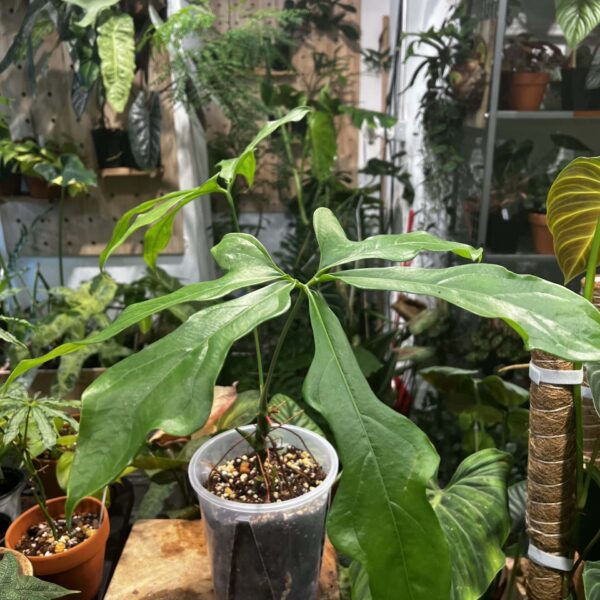 雪花花燭（Anthurium clarvigerum）— 植仔 Plantjai 香港觀葉植物