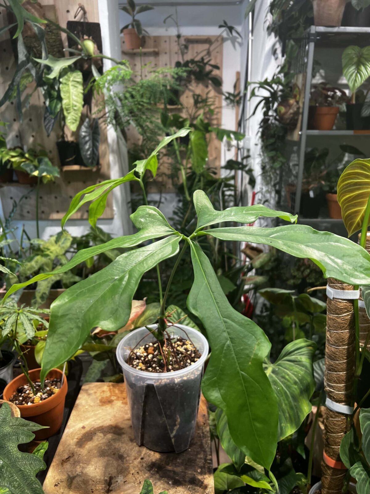 Anthurium clavigerum 雪花花燭