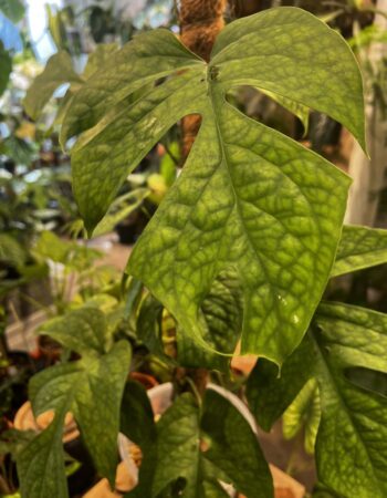 雞爪雷公蓮（Amydrium zippelianum）— 植仔 Plantjai 香港觀葉植物