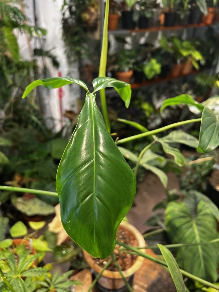 Philodendron 69686