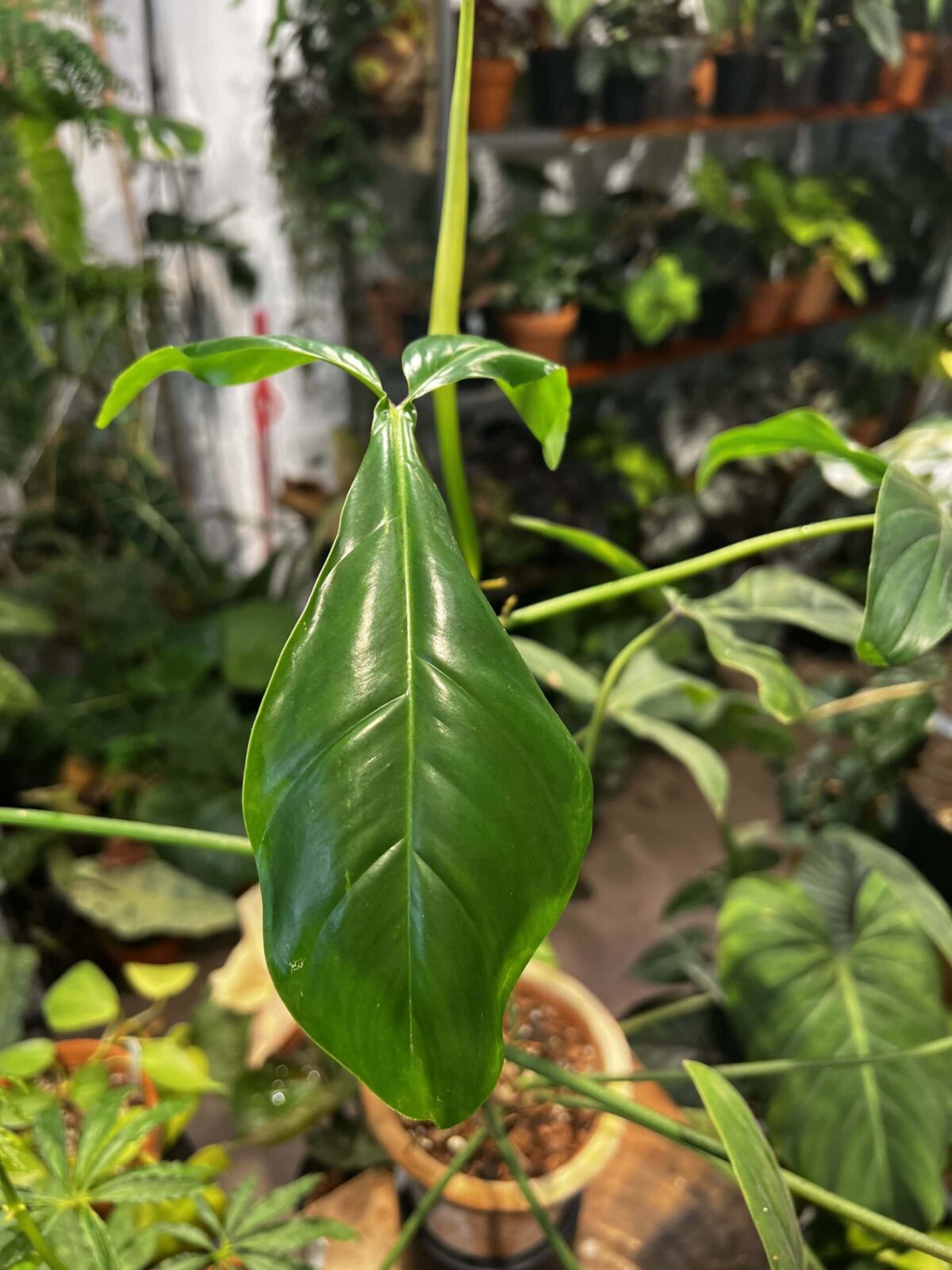 Philodendron 69686