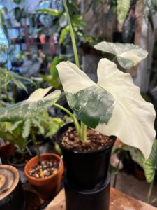 Alocasia macrorrhiza albo var. - Image 2