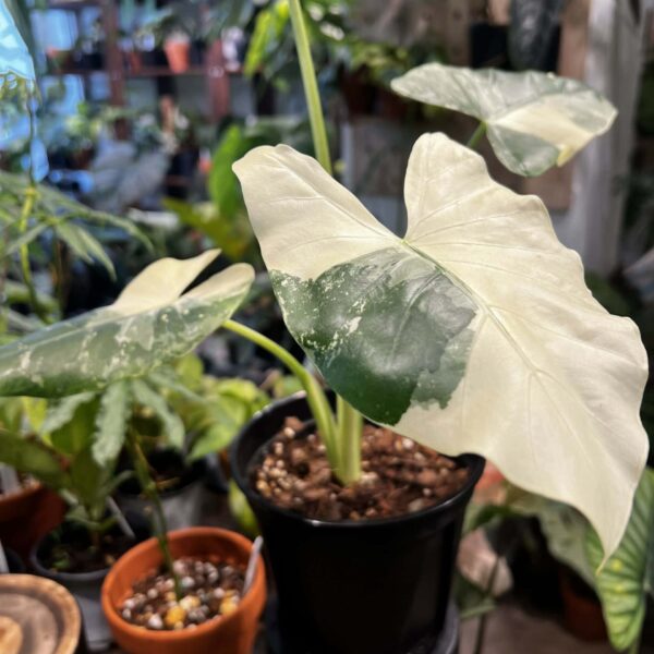 錦葉姑婆芋 — 植仔 Plantjai 香港觀葉植物