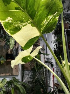 Alocasia macrorrhiza albo var. Aunt Bai Jin's taro