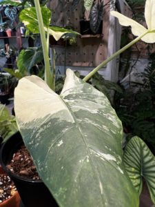 Alocasia macrorrhiza albo var. Aunt Bai Jin's taro