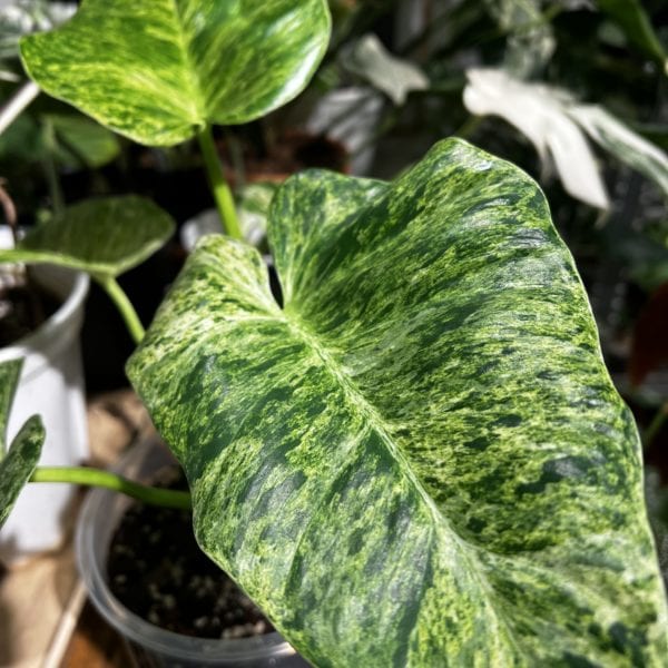 Philodendron gigantium variegata 暴風雪蔓綠絨（Philodendron gigantium variegata）— 植仔 Plantjai 香港觀葉植物