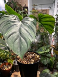 Philodendron 'Colombia' - Image 5