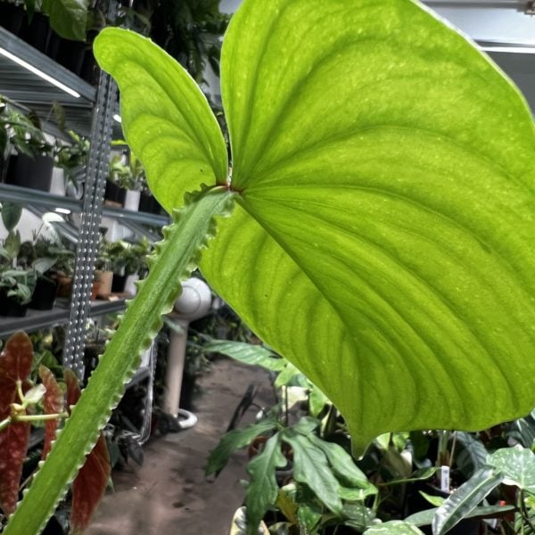 Philodendron mamei  雲錦蔓綠絨 — 植仔 Plantjai 香港觀葉植物