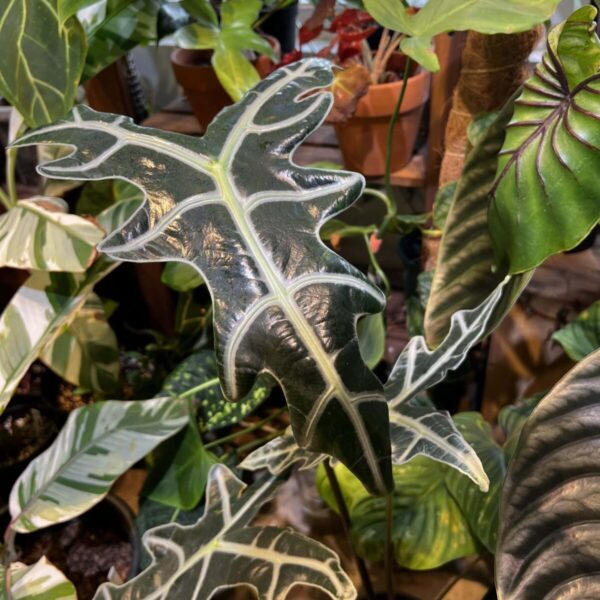 諾比海芋（Alocasia sanderiana）— 植仔 Plantjai 香港觀葉植物