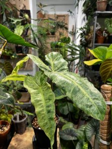Philodendron paraiso verde 綠天堂蔓綠絨