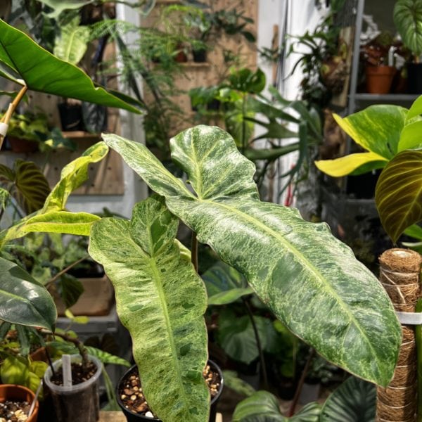 Philodendron paraiso verde 綠天堂蔓綠絨