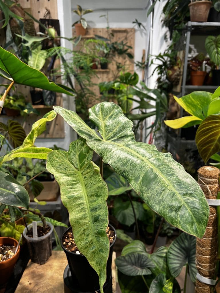 綠天堂蔓綠絨