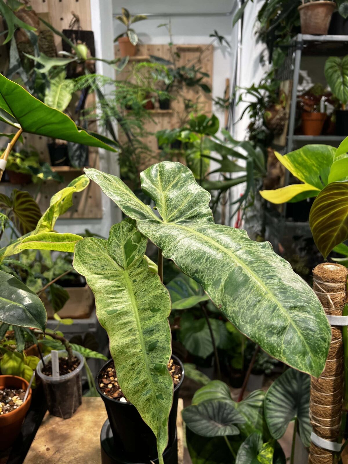 Philodendron paraiso verde 綠天堂蔓綠絨