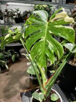 Monstera 'Thai Constellation' — 植仔 Plantjai 香港觀葉植物