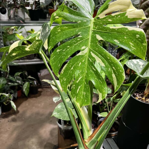 泰國灑金龜背竹 — 植仔 Plantjai 香港觀葉植物