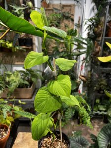 Philodendron fibraecataphyllum 'Peru' 秘魯蔓綠絨