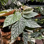 Begonia 'Black Mamba'（Begonia 'Black Mamba'）— 植仔 Plantjai 香港觀葉植物