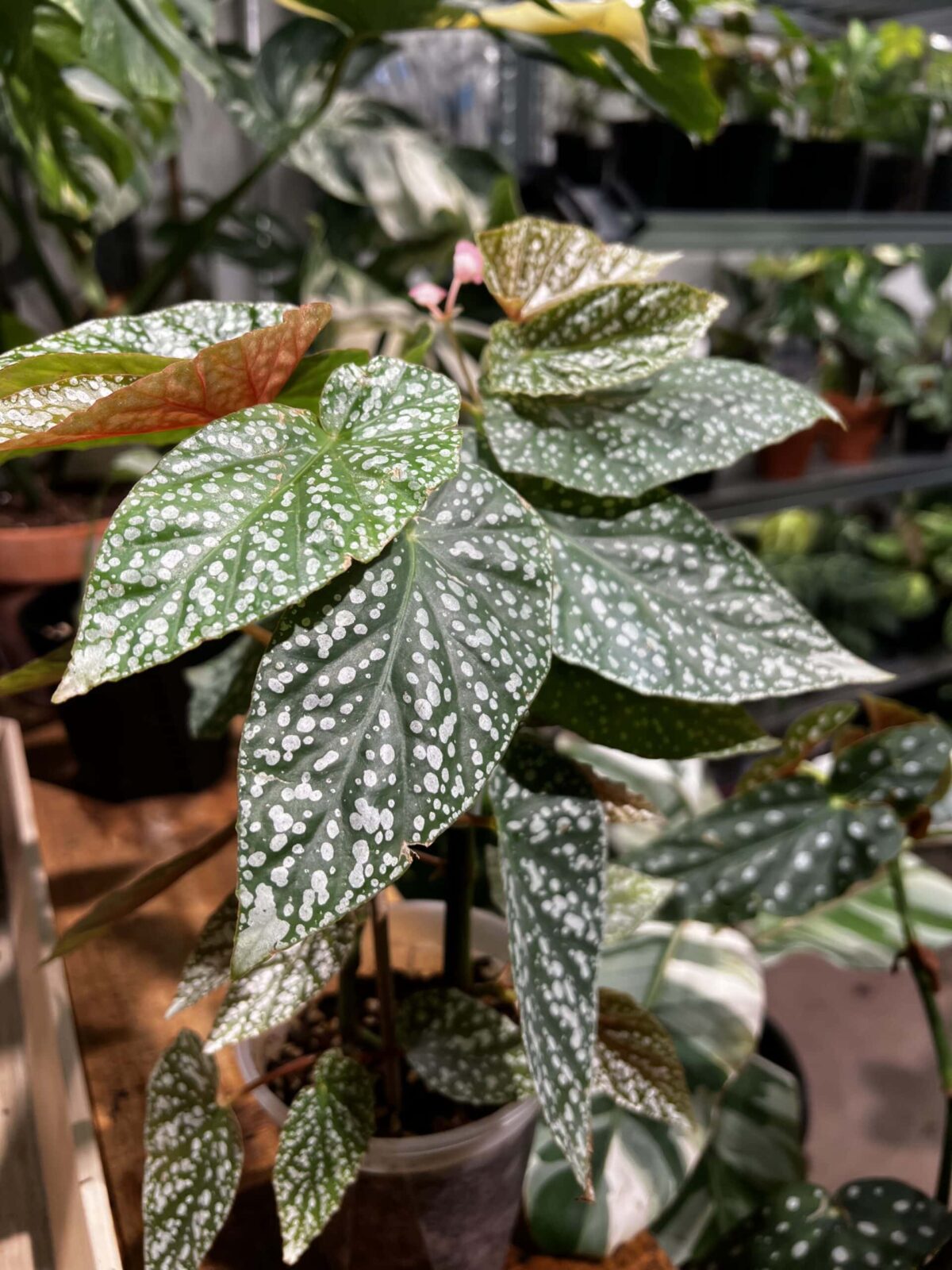 Begonia 'Snow Capped' 富士山秋海棠