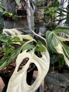 Monstera adensonii albo variegata - Image 4